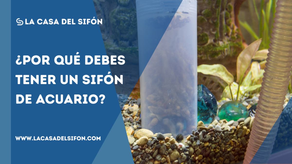 ¿Por qué debes tener un sifón de acuario_